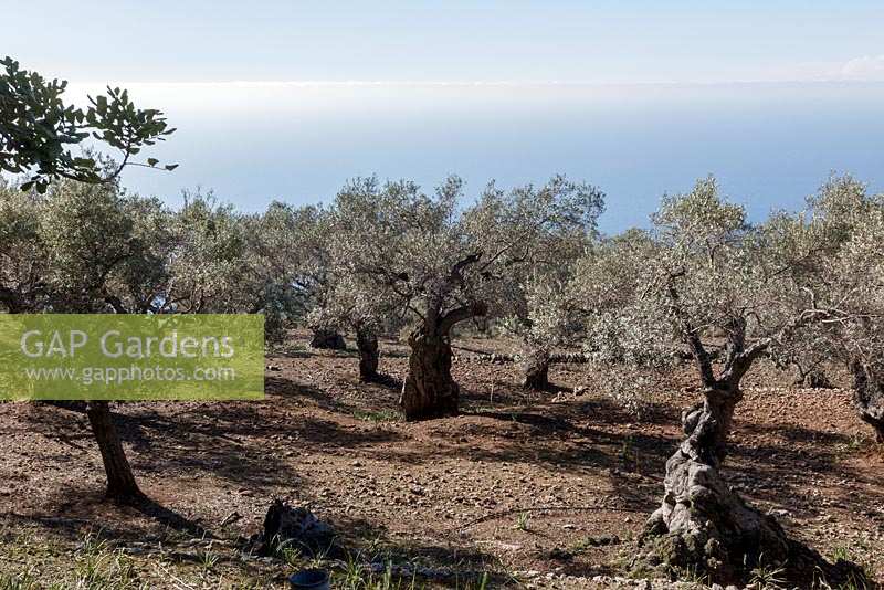 Anciennes oliveraies près de Valdemossa, nord de Majorque, Espagne
