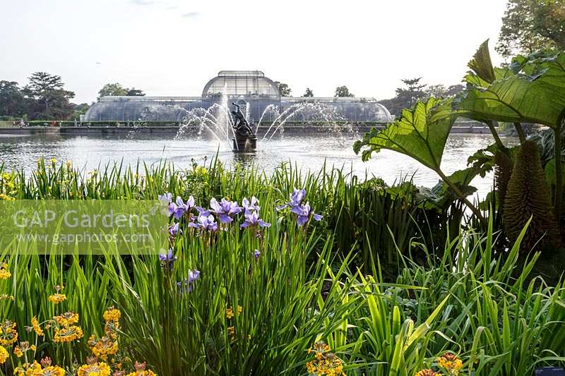 Le lac et la fontaine au Palm House à Kew Gardens, Londres, avec Primula bulleyana et Iris en premier plan