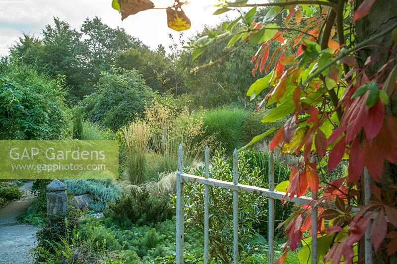Jardin Pinsla, Cornwall, UK. Fin de l'été, plantation informelle d'herbes, vue à travers la passerelle