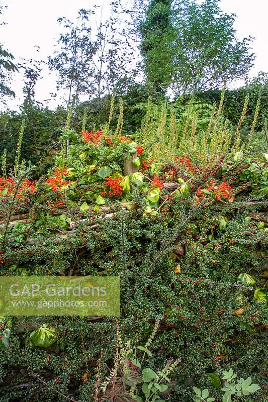 Jardin Pinsla, Cornwall, UK. Jardin de fin d'été avec plantation informelle, haie et clôture Cotoneaster horizontalis
