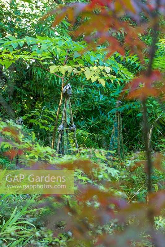 Jardin Pinsla, Cornwall, UK. Jardin de fin d'été, supports de plantes rustiques dans un jardin boisé