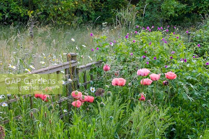 Moulin Cottage, Wookey, Somerset, Royaume-Uni. (Sally Gregson) Coquelicots ornementaux dans un parterre de fleurs informel, séparés des plantations de fleurs sauvages