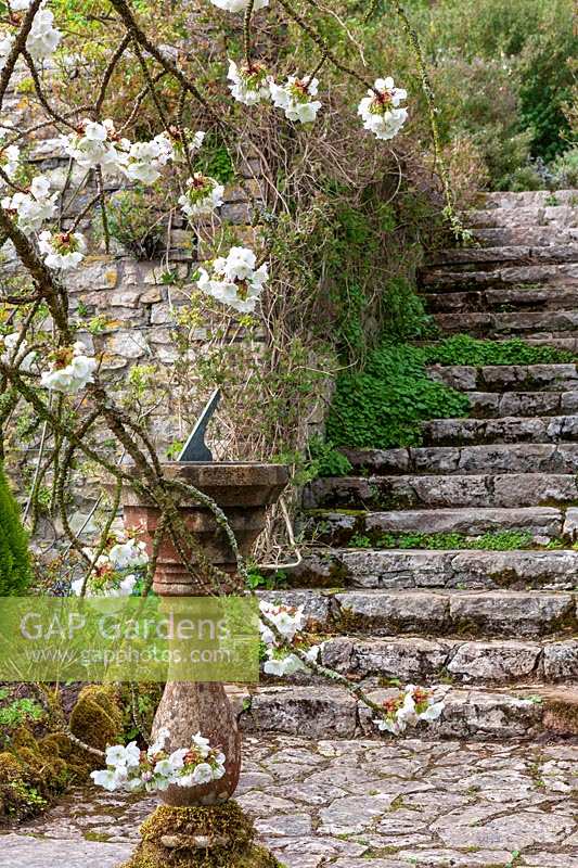 Milton Lodge, Wells, Somerset (Tudway-Quilter) jardin de printemps avec Prunus 'Taihaku' (Great White Cherry) et cadran solaire