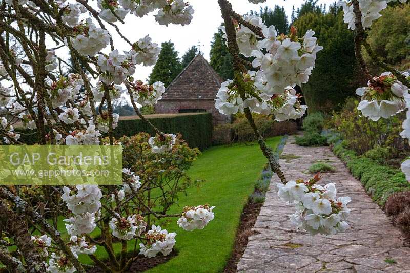 Milton Lodge, Wells, Somerset (Tudway-Quilter) jardin de printemps avec Prunus 'Taihaku' (Great White Cherry)