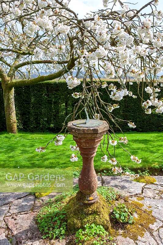 Milton Lodge, Wells, Somerset (Tudway-Quilter) jardin de printemps avec Prunus 'Taihaku' (Great White Cherry) et cadran solaire