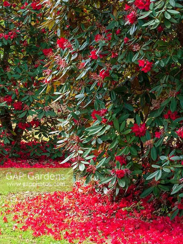 Rhododendron rouge avec des pétales tombés au sol