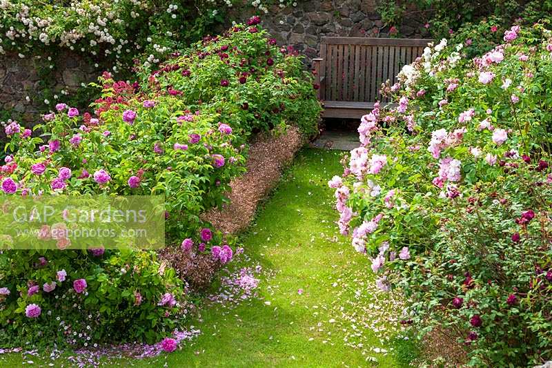 Perrycroft, Herefordshire. (Archer) parterres de fleurs d'été informels avec banc et roses, (PR disponible)