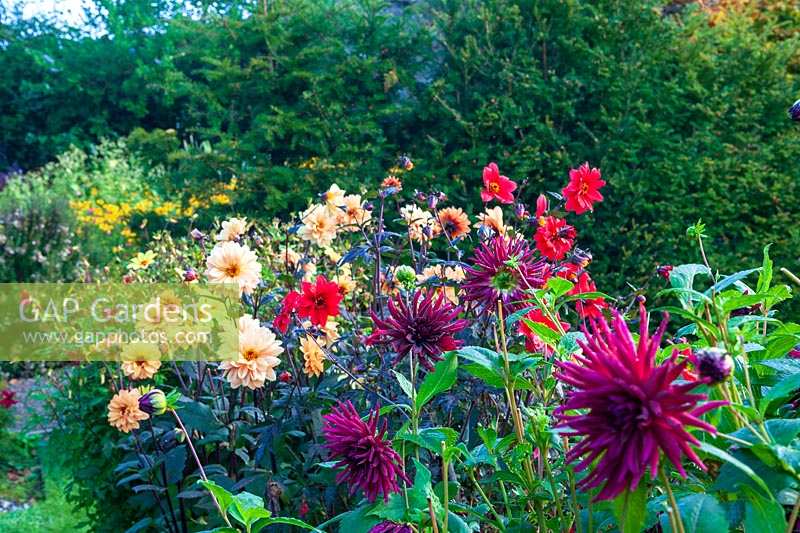 Perrycroft, Herefordshire. (Archer) jardin d'automne avec Dahlias et Kniphofia rooperi, (PR disponible)