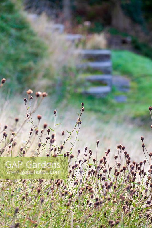 Perrycroft, Herefordshire. (Archer) têtes de semences dans une pelouse rugueuse avec des marches, (PR disponible)