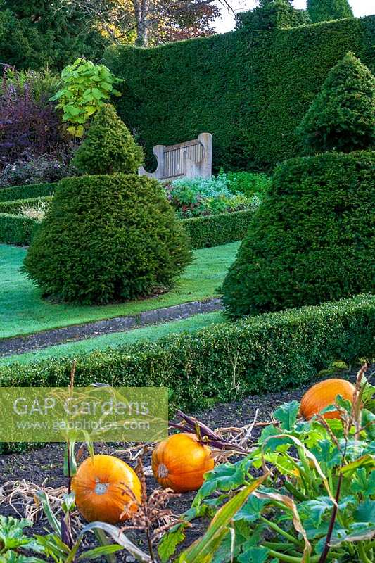 Perrycroft, Herefordshire. (Archer) jardin topiaire d'if en pente, (PR disponible)