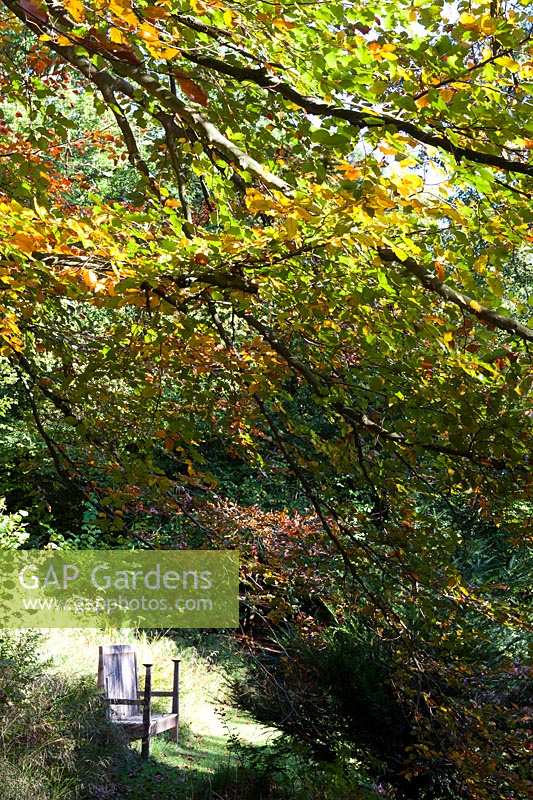 Perrycroft, Worcs. à l'automne. Le jardin de Gillian Archer. Jardin boisé avec banc en bois