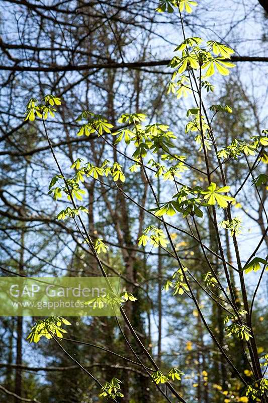 Nouvelles feuilles vertes de marronnier commun (Aesculus hippocastanum)