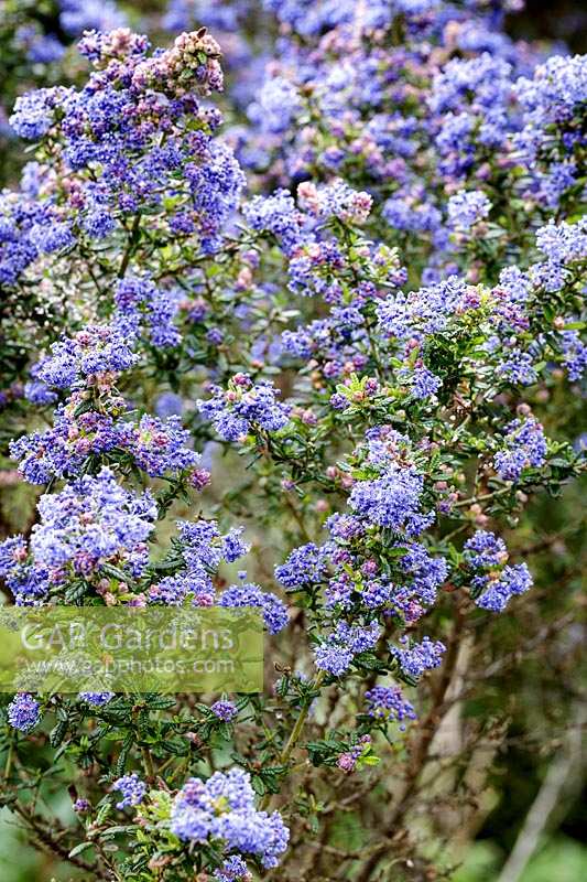 Ceanothus 'Puget's Blue'