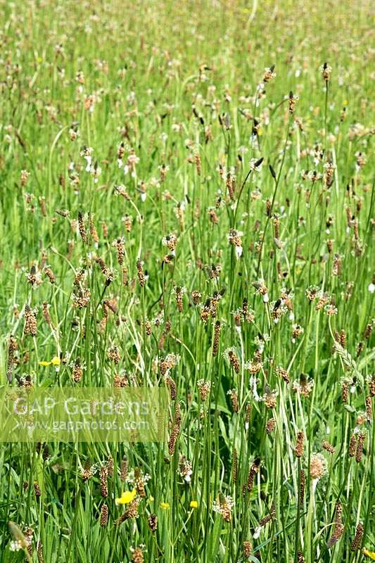 Plantago lanceolata, Ribwort Plantain, dans une grande prairie de fleurs sauvages