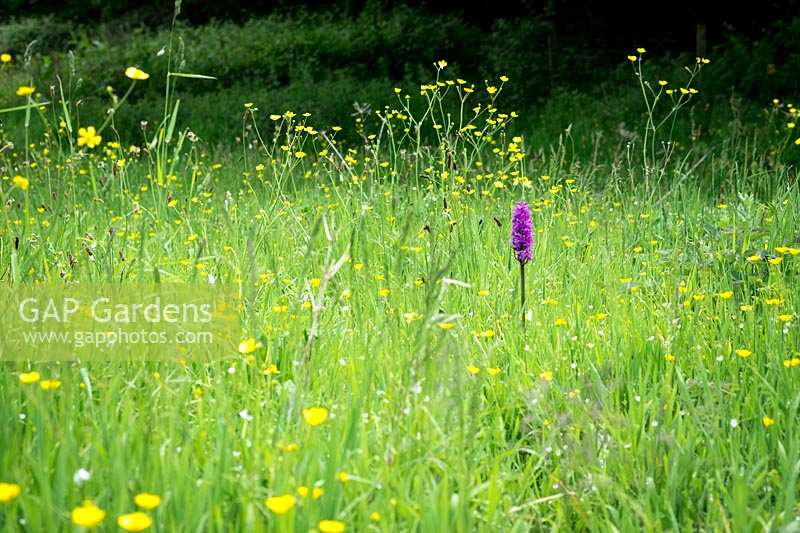 Prairie de fleurs sauvages à 'Andrew's Wood', South Devon, avec Dactylorhiza praetermissa, Southern Marsh-orchid et Ribwort Plantain