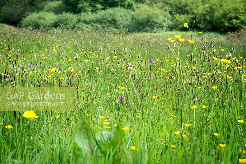 Prairie de fleurs sauvages à 'Andrew's Wood', South Devon