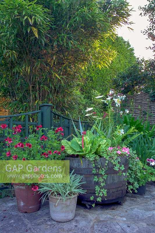 46 Roslyn Rd, Bournemouth, Royaume-Uni (Mme Penny Slade). Jardin en été, bord d'un petit étang avec des pots de Pelargonium, Bergenia et lilium regale