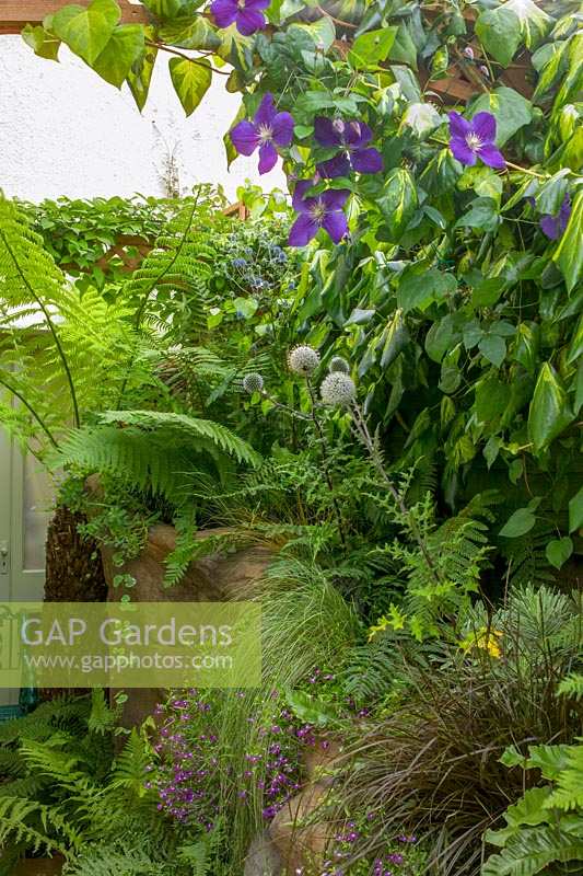 68 Kensington Rd, Bristol (Gren Johnson) Petit jardin de la ville, rempli de plantes en pots. passage latéral étroit avec des plantes à feuillage et des grimpeurs