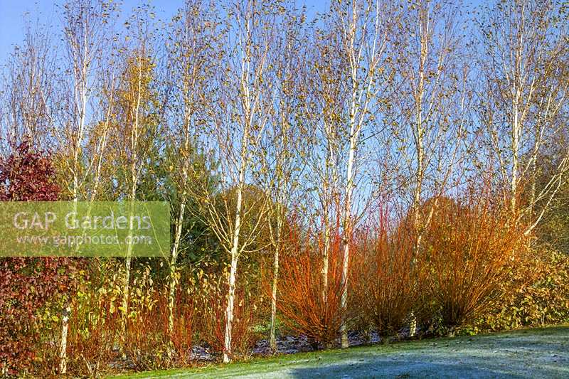 Lady Farm, Somerset, Royaume-Uni. (Judy Pearce) grand jardin en hiver. bouleaux argentés donnant une couleur d'hiver à l'écorce blanche
