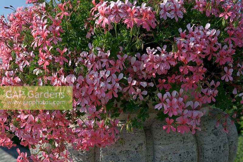 Villa La Foce, Toscane, Italie. urne plantée de Pelargonium rose