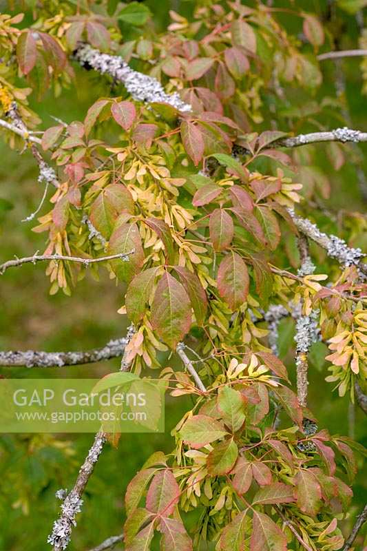 Acer cissifolium montrant des 'clés' ou des fruits