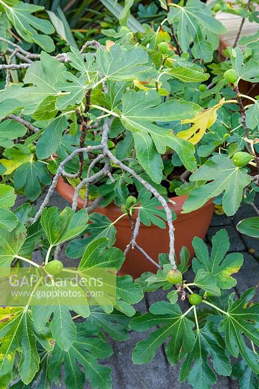 Ficus carica 'Brown Turkey' (Figue en pot)
