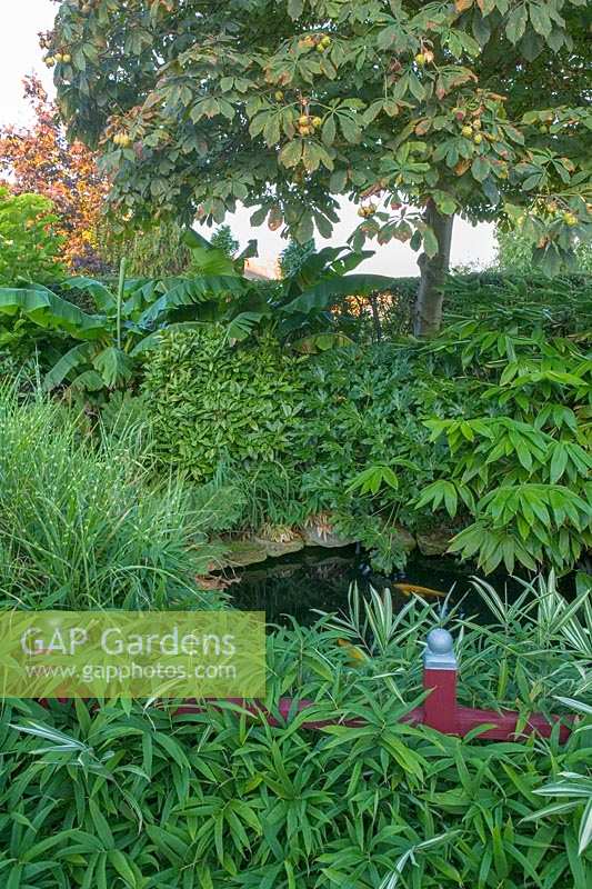 Jardin Beechwell (Tim Wilmot), Bristol, Royaume-Uni. Jardin de ville exotique avec plantation subtropicale architecturale autour de l'étang