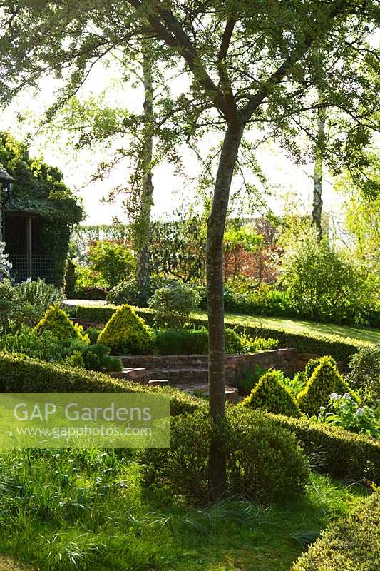 Stone House, Glos., UK (Lukas) parterre de jardin aux herbes ornées avec des pyramides topiaires en forme