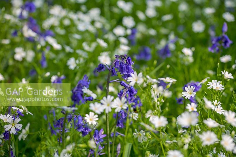 Grande Stitchwort (Stellaria holostea) et Bluebells (Hyacinthus non-scripta)