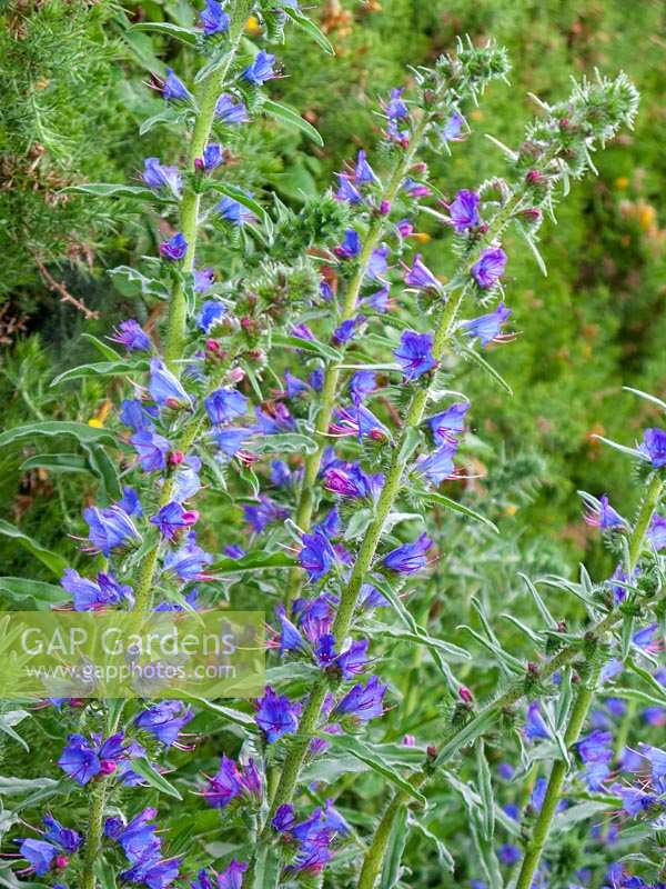 Clairon (Echium vulgare) en haie, Devon, UK