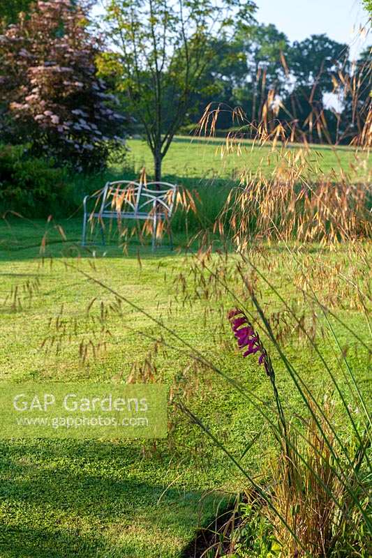 Wellfield Barn, Wells, Somerset, UK (Nasmyth) stipa gigantea au bord de la pelouse, (PR disponible)