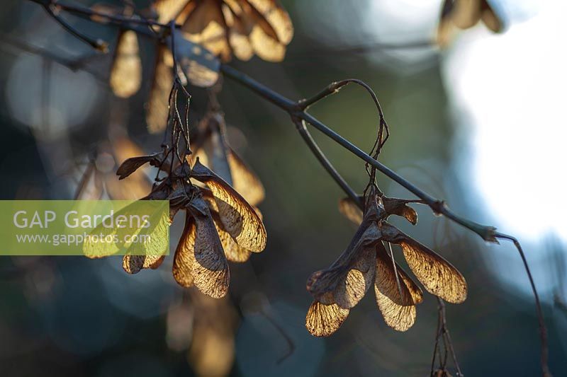 Acer oliveranum graines en hiver