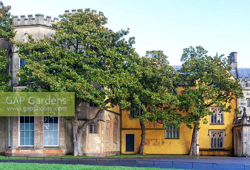 Ashton Court Mansion, Bristol avec Magnolia grandiflora poussant aux côtés