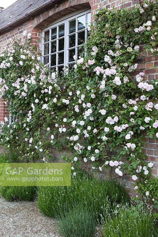 Mur de couverture rose au jardin de Jennifer Stratton à Codford, Wiltshire