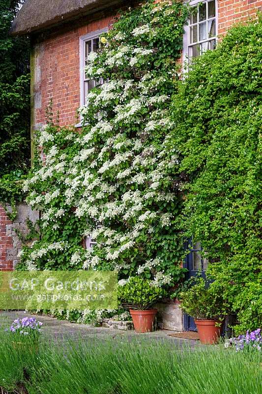 Hydrangea petiolaris (Hortensia grimpant) grandir mur de maison