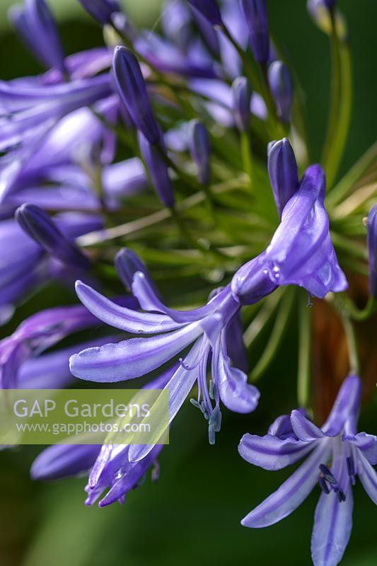 Agapanthe 'Midnight Blue'