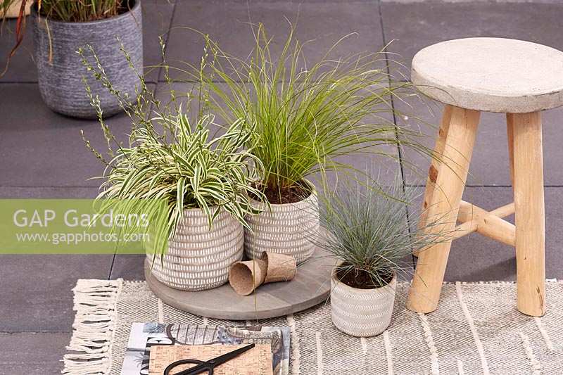 Collection d'herbe ornementale