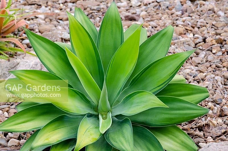 Agave attenuata Kara's Stripes