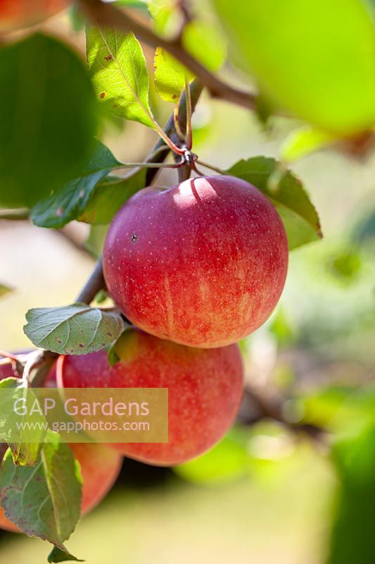 Malus domestica Red Devil