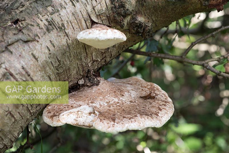 Trametes gibbosa, support bosselé