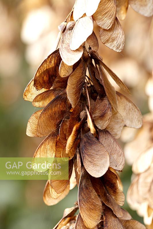 Graines d'Acer pseudoplatanus