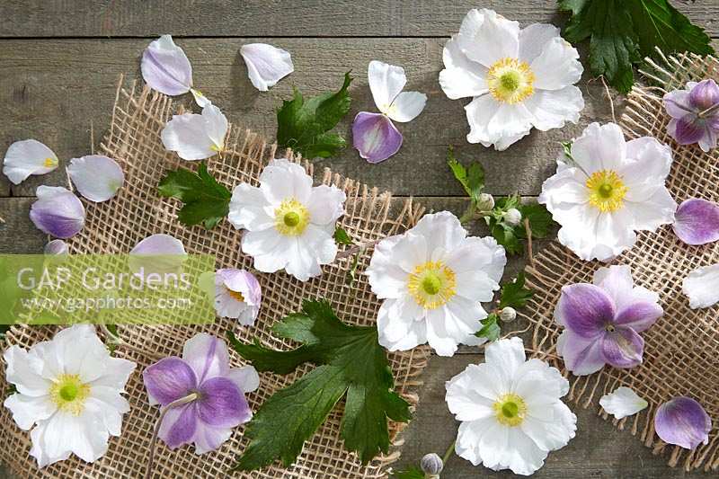 Collage de fleurs d'anémone