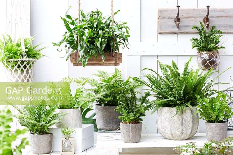 Collection de plantes d'intérieur