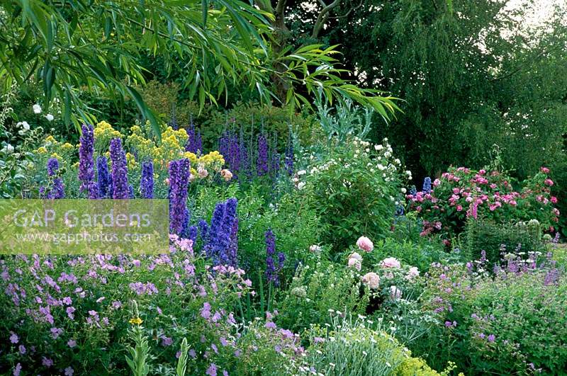 Jardin privé Sussex Delphineums en juin parterre de roses et de géraniums