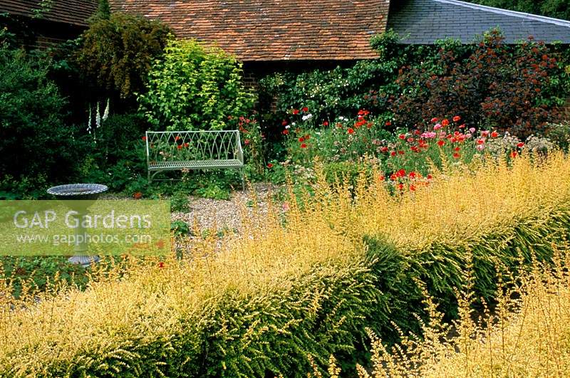 Jardin privé Sussex Lonicera nitida Baggescens Gold avec jardin de gravier au-delà
