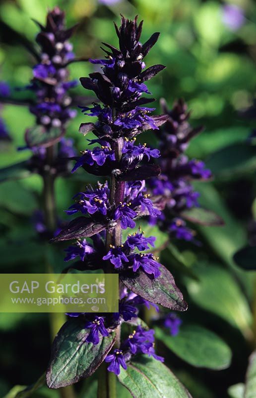 Ajuga reptans Caitlin s Giant