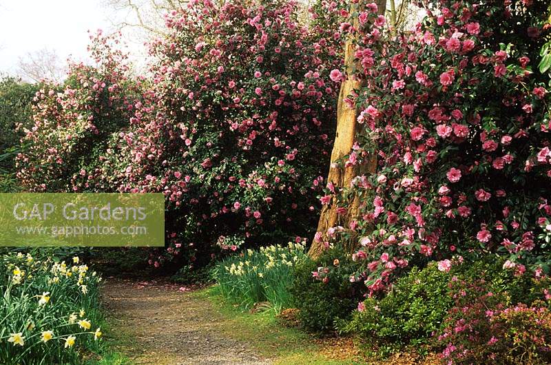 Savill Gardens Surrey Camellia x williamsii Donation et inspiration dans les bois Arbustes à fleurs printanières Mars rose ombre persistante