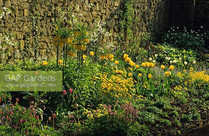 Munstead Wood Surrey Yellow Spring combinaison de plantes Couronne impériale Fritillaria imperialis