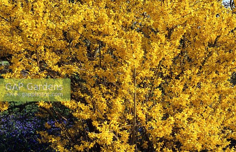 Forsythia x intermedia Lynwood arbuste à fleurs de printemps jaune avril