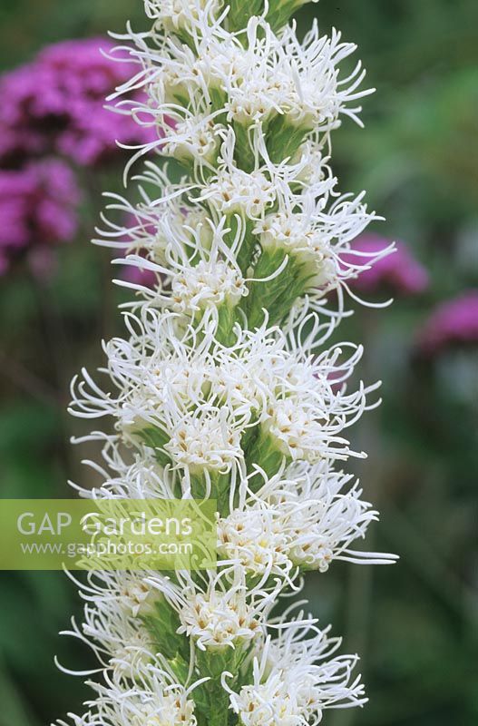 Gayfeather Liatris spicata Floristan blanc fleur vivace d'été blanc août